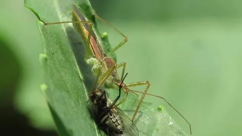 A fly preying on a predator insect in the wild. Macro video shooting. Stock Footage 164351198