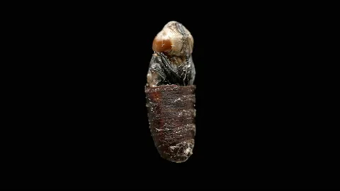Fly pupa in a section shows the development of a fly larva inside on one of the Stock Footage 151511971