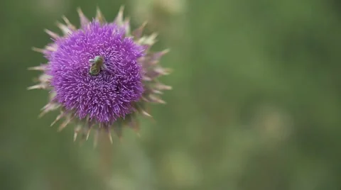 Fly On Purple Flower Stock Footage 51706262