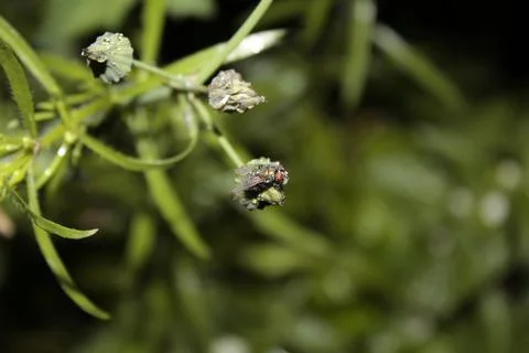 Fly in the rain Foto stock