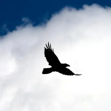 Fly raven. Stock Photos