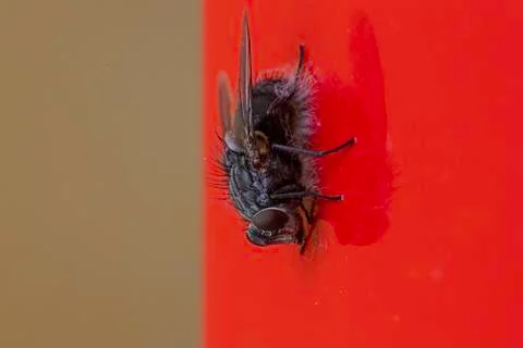 Fly on red background macro shot, insect close up Stock Photos