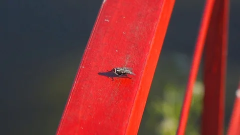 Fly on the Red Dam Railings Stock Footage 102520323