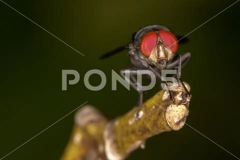 Fly red eyes extreme closeup photo - Fly red eyes macro photo Stock Photos