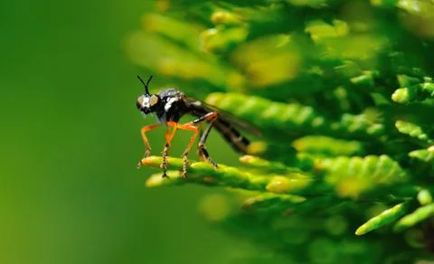 Fly with red legs Stock Photos