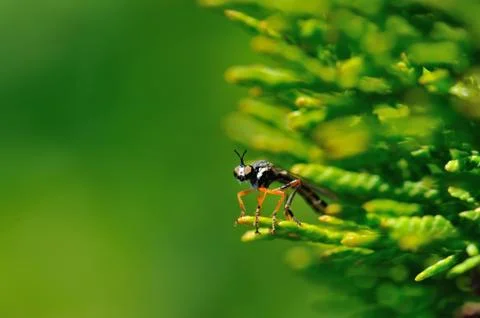 Fly with red legs Stock Photos