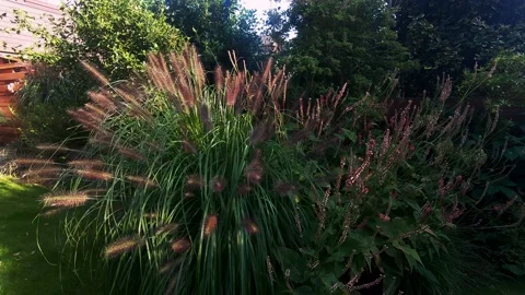 Fly to the red plumes of the grass Video stock 140742198