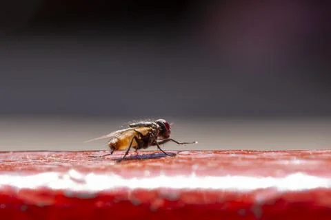 A fly is on a red surface Stock-Fotos