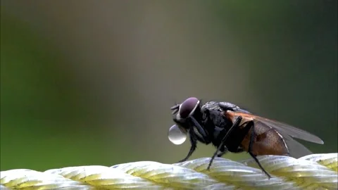 A fly regulates its fluid requirements and blowing bubbles Stock-Footage 137510184