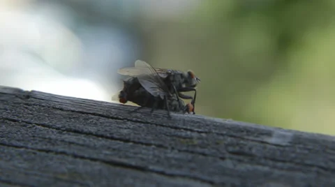 Fly reproduction  Stock Footage 30467853