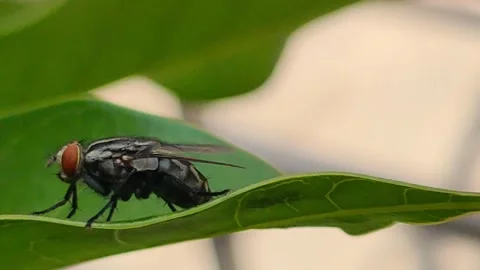 Fly Rest On The Green Leaf Stock Footage 287329506
