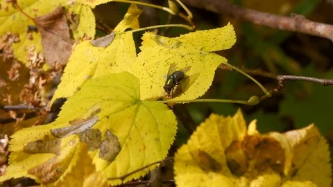 Fly Resting on an Autumn Leaf Stock Footage 102347814