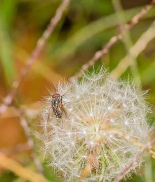 Fly resting on a dandelion Stock Photos