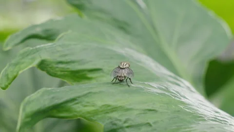 Fly resting on a green leaf, macro close-up Stock Footage 346686440