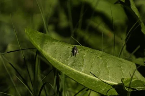 Fly resting in a green leaf with macro lens Stock Photos