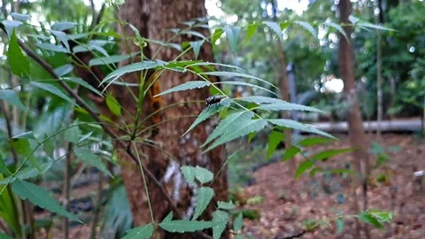 Fly resting on a leaf being moved by the wind in the middle of a forest Stock Footage 290348714