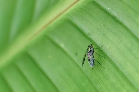 A fly resting on a leaf; macrophotography captured in a forest in the eastern Foto stock