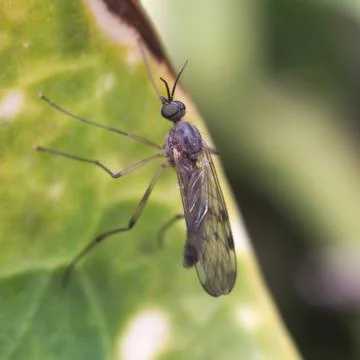 Fly resting on a leaf Stock Photos