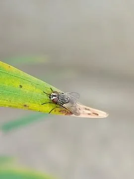 A fly is resting on a leaf Stock Photos