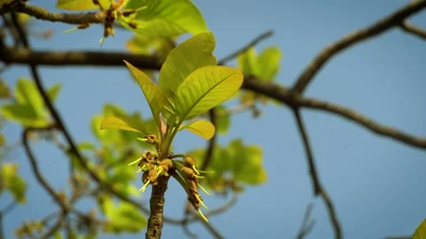 Fly resting on mahua tree branch in natural environment Vidéo 301503586