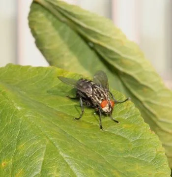 Fly resting Stock Photos