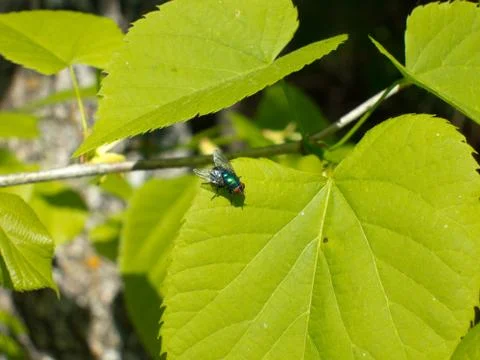 Fly resting on plant leaf. Stock Photos