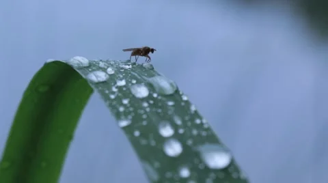 Fly resting on a shore plant leaf after rain Stock Footage 54555940