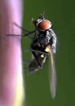 Fly resting on a stem Stock Photos