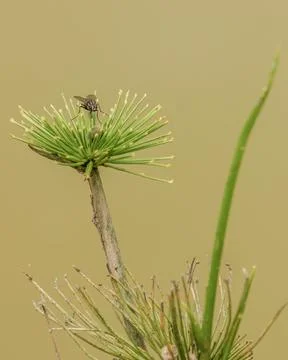 A fly resting on top of a dwarf papyrus plant, in the lake of a farm in the e Stock Photos