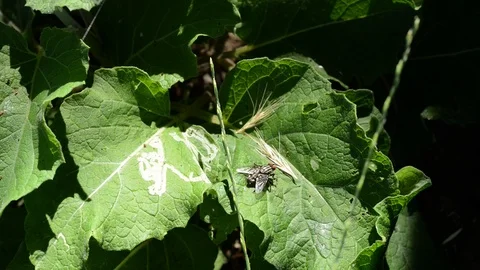 A fly resting on the vegetation Video stock 91748132