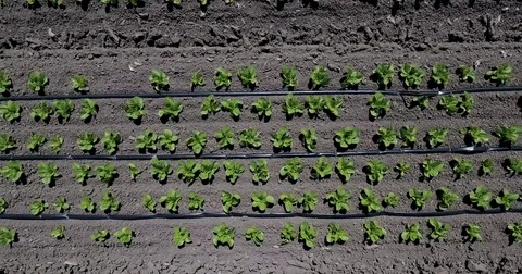 Fly up to reveal large vegetable field in central California Stock Footage 73065266