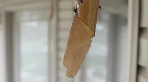 Fly ribbon Stock-Footage 41738589