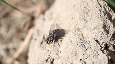 Fly on a rock Stock Footage 35462906