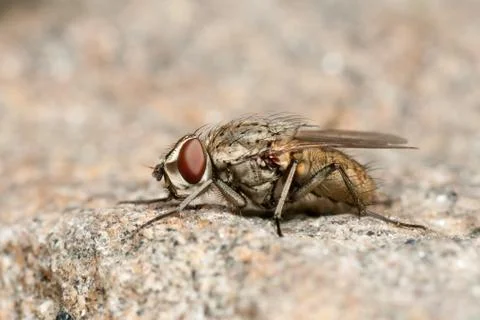 Fly on rock Foto stock