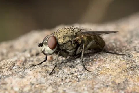 Fly on a rock Stock Photos