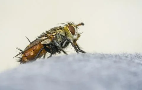 A fly on a rock Stock Photos