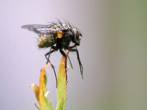 Fly on rose bush Stock Footage 74772496