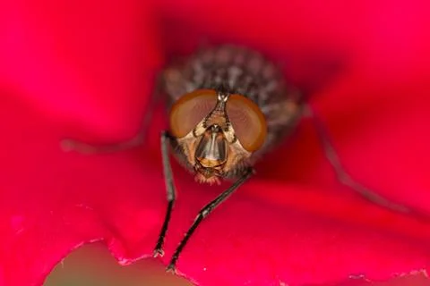 Fly on a rose Stock Photos
