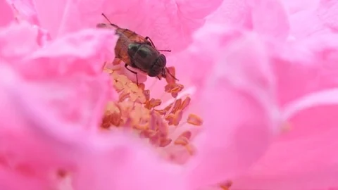 Fly with rose pink, hd video Stock Footage 80672775