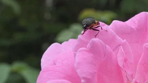 Fly with rose pink, hd video Stock Footage 80758461
