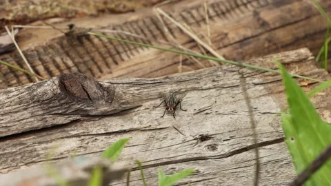 A fly on a rough board. Stockbeeldmateriaal 146269627