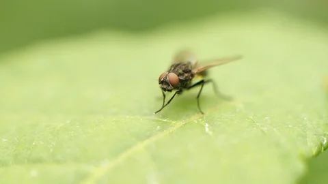 Fly Rubbing Feet Stock-Footage 118467189