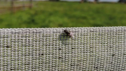 Fly rubbing front legs. Macro video 4K Stock Footage 167753662