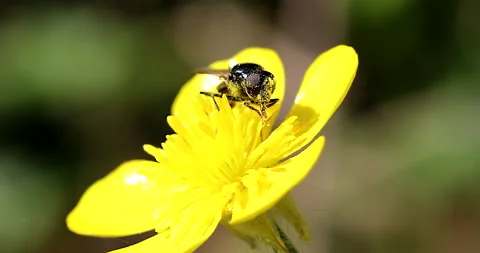 Fly Rubbing Hands Together Stock Footage 151847852