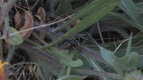 Fly Rubbing Legs on Grass Stock Footage 106719846