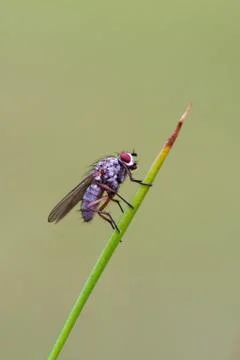 Fly on rush stem with homogeneous background Stock Photos