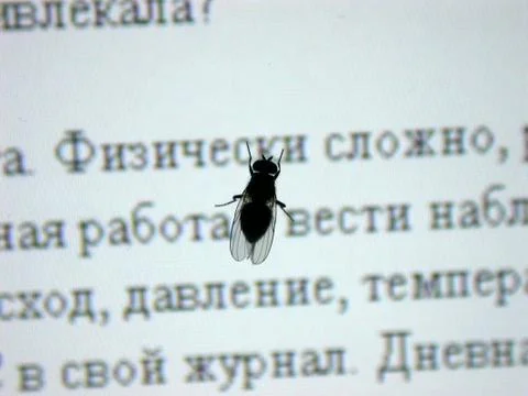 Fly on the screen Stock Photos