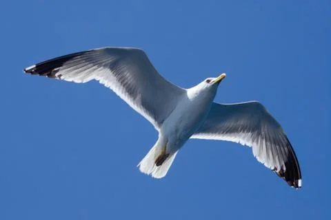 Fly seagull Stock Photos