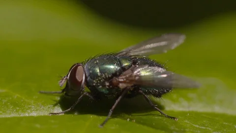 Fly settled on top of a green leaf Stock Footage 92473466