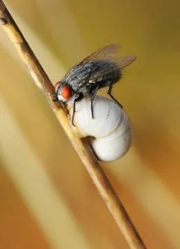 Fly on the shell Stock Photos